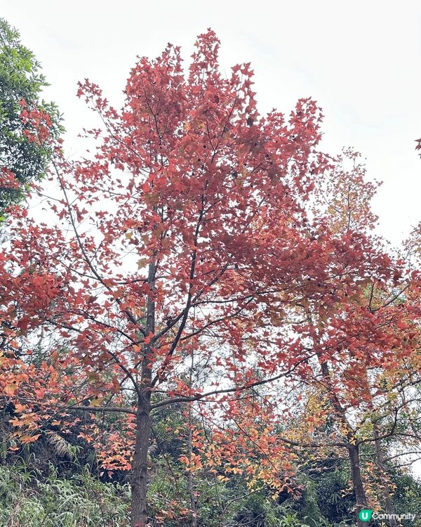 在深圳食啫啫菜，有啫啫蜆，啫啫椰菜花好好味！