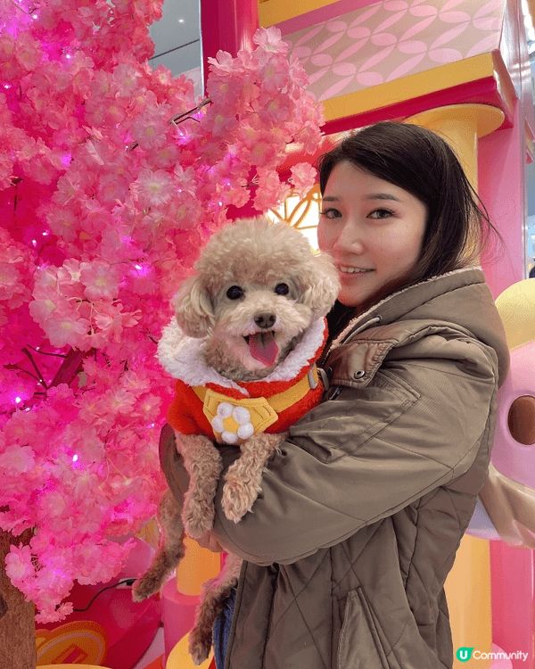 假日同我隻汪汪肥妹去左Mikiki 影靚靚相❤️