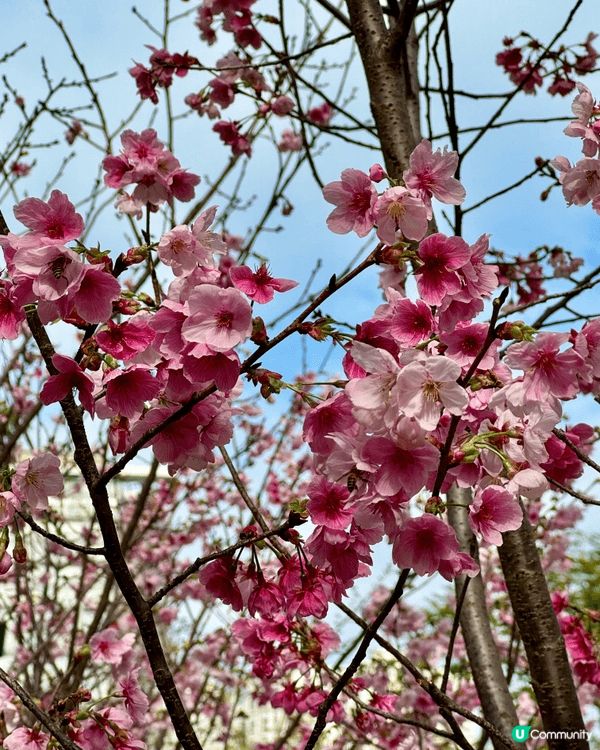 想睇櫻花🌸依家喺香港都有得睇喇😆作為天水圍人，估唔到喺屋企附...