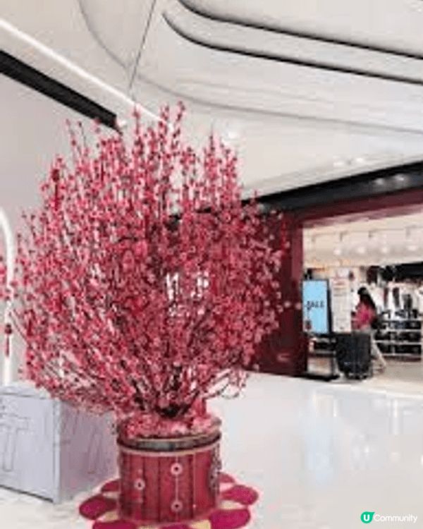 過年過節，當然要去撞個桃花運了。