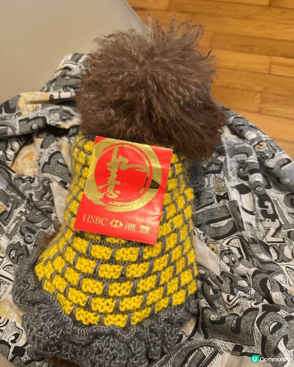 狗狗扮靚靚出去逗利是 身體健康快高長大，越嚟越靚女