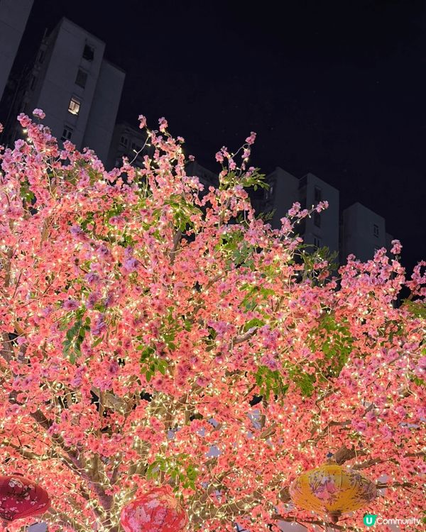 Weekend 拍拖去黃埔天地啦～粉紅桃花運爆棚！🌸✨