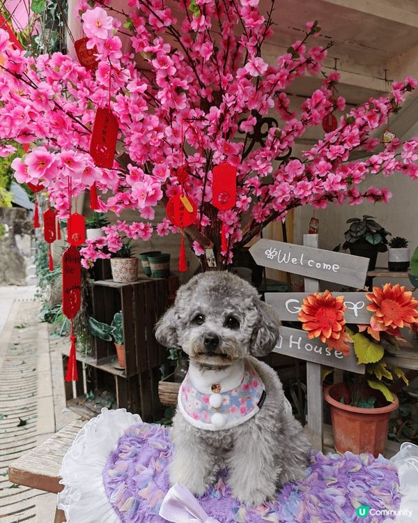 第一張相：帶住我家的小寶貝出去打打咭