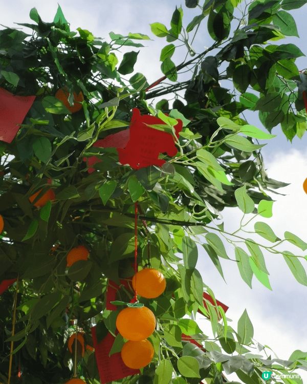 喺農曆新年期間，我最鍾意去林村許願樹🎋，呢度真係好有節日氣氛...