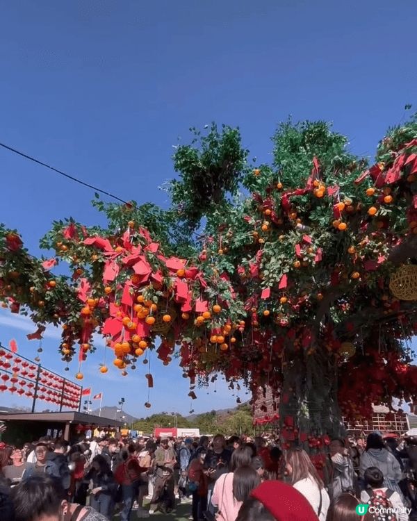 林村許願樹活動係香港超地道嘅新年傳統，每年農曆新年都爆滿人！...