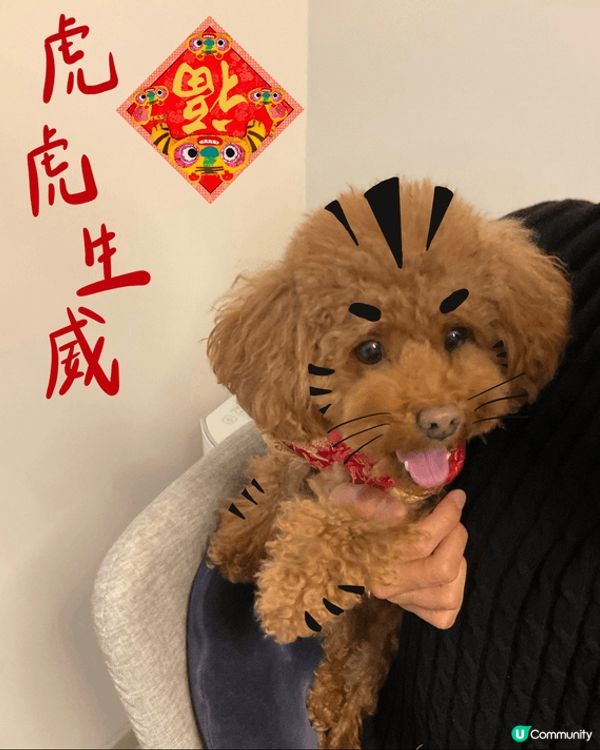 今年無乜新年嘅打卡相同未食賀年食品😂