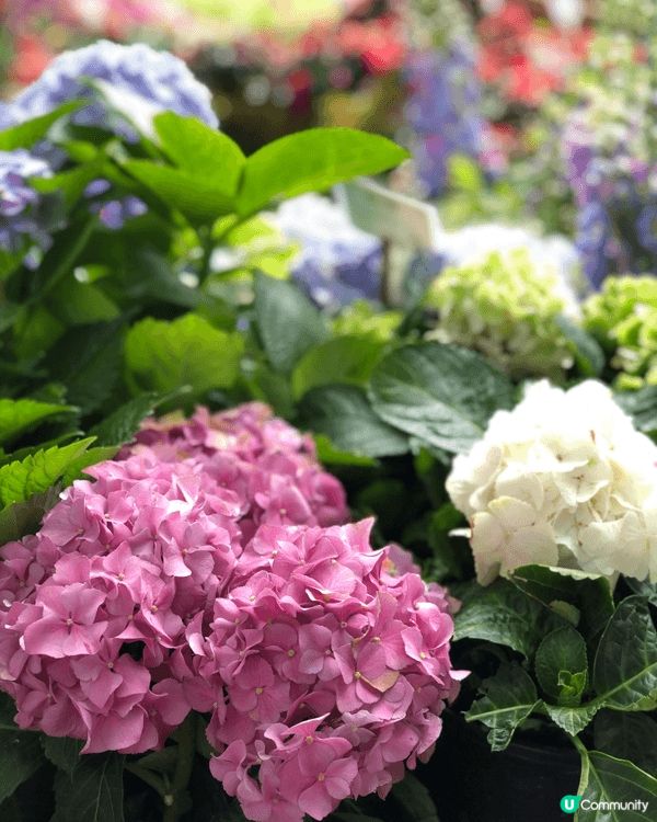 農曆新年我嘅心水打卡靚相，一定係賀年花，每一年都會去花墟悉心...