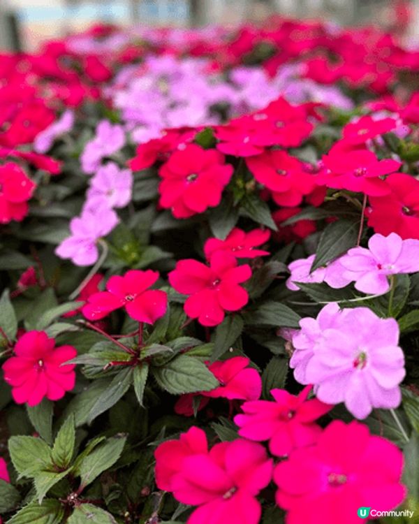 農曆新年我嘅心水打卡靚相，一定係賀年花，每一年都會去花墟悉心...