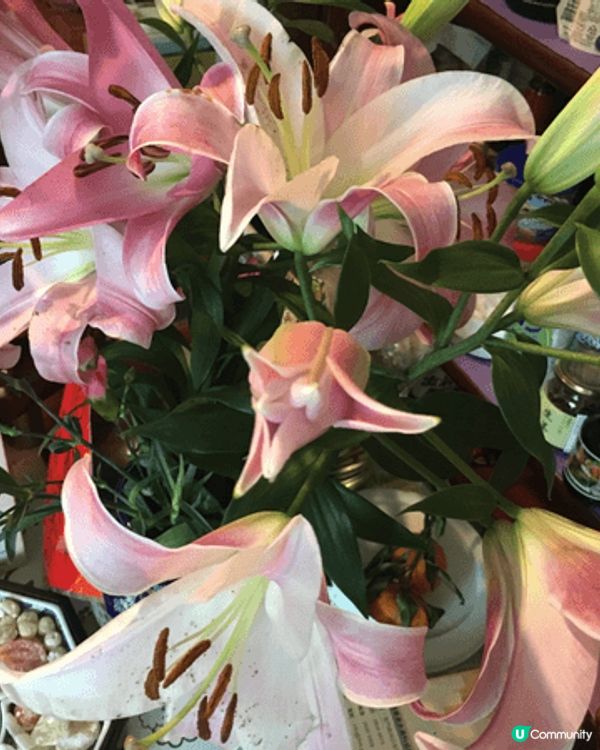 農曆新年我嘅心水打卡靚相，一定係賀年花，每一年都會去花墟悉心...