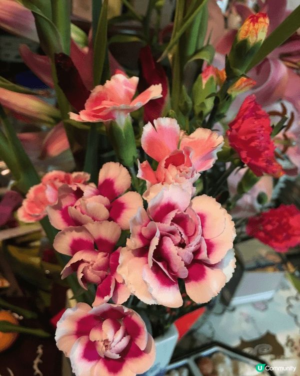 農曆新年我嘅心水打卡靚相，一定係賀年花，每一年都會去花墟悉心...