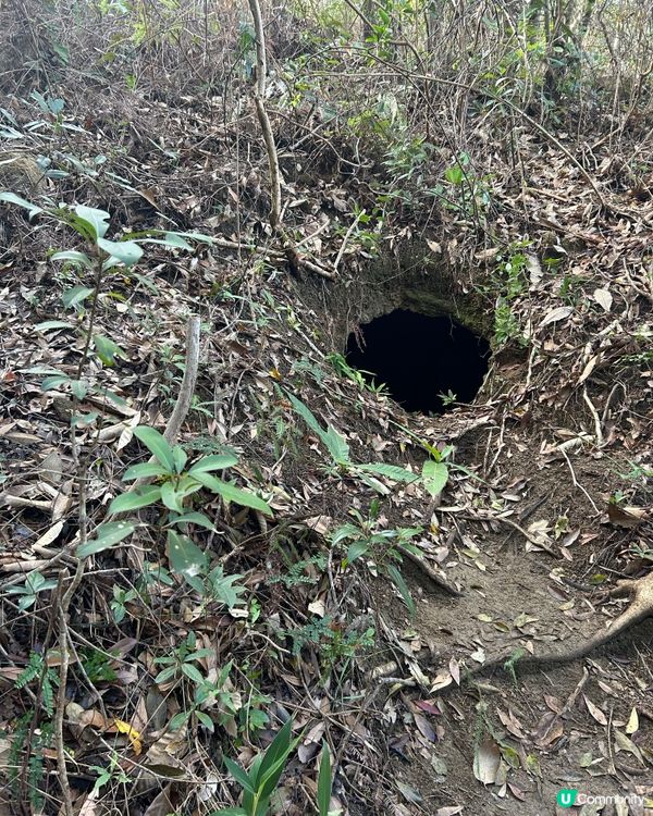 🚶🏽‍♀️輕鬆快閃尋找吊鐘花🌸