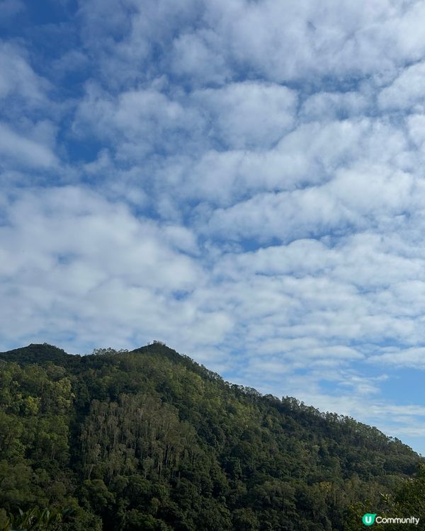 🚶🏽‍♀️輕鬆快閃尋找吊鐘花🌸