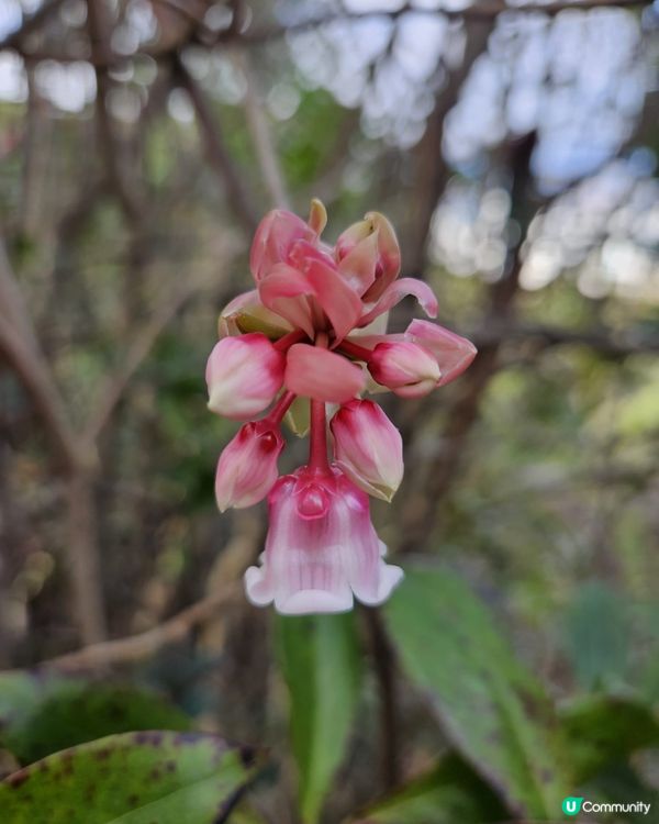 🚶🏽‍♀️輕鬆快閃尋找吊鐘花🌸
