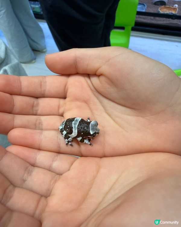 【小探險家出動！】同小動物嘅親密奇遇記 🦎🐹