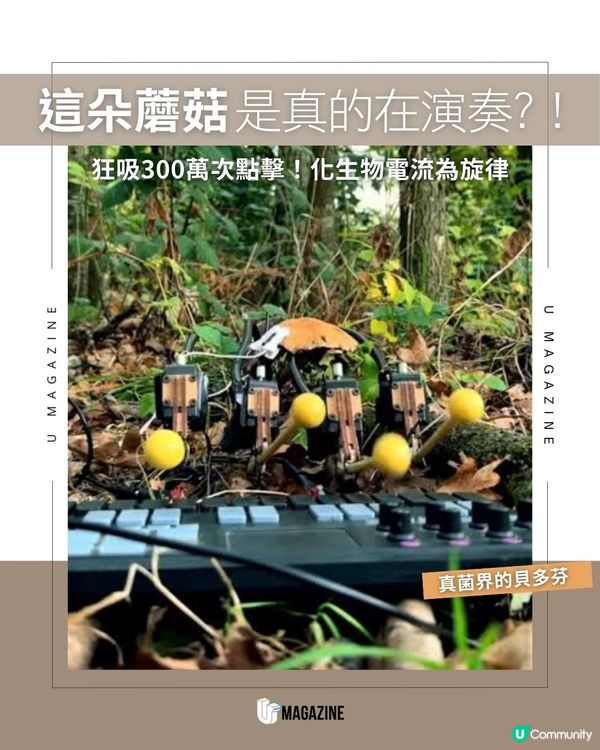 這朵蘑菇是真的在演奏?！狂吸300萬次點擊！化生物電流為旋律                                    