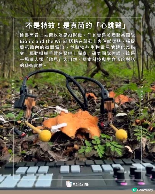這朵蘑菇是真的在演奏?！狂吸300萬次點擊！化生物電流為旋律                                    