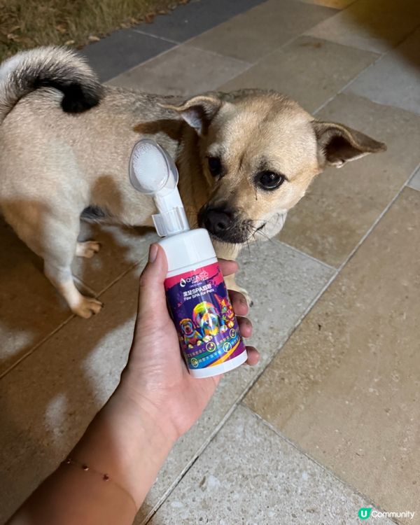 🐾 養狗之後先發現，返屋企第一步原來咁重要