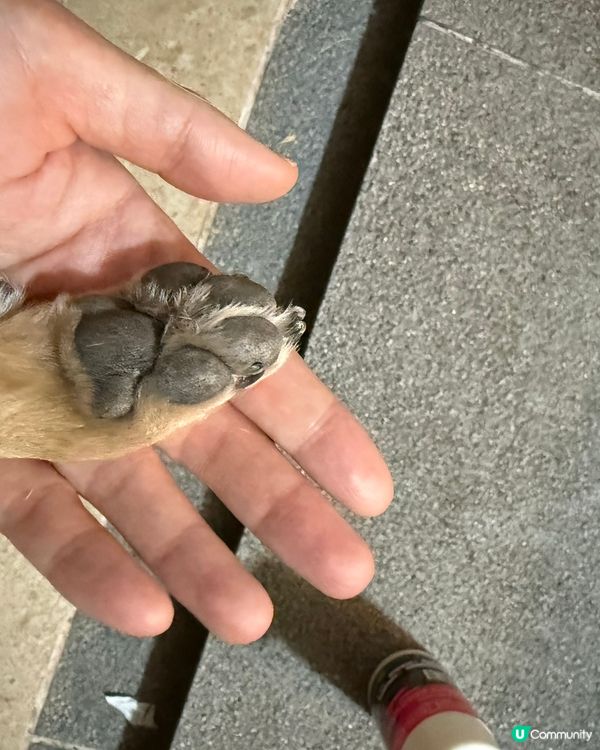 🐾 養狗之後先發現，返屋企第一步原來咁重要