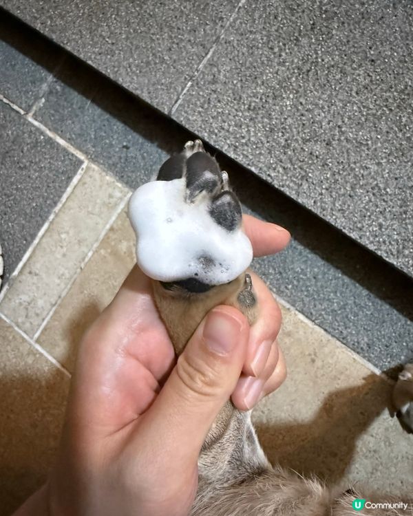 🐾 養狗之後先發現，返屋企第一步原來咁重要
