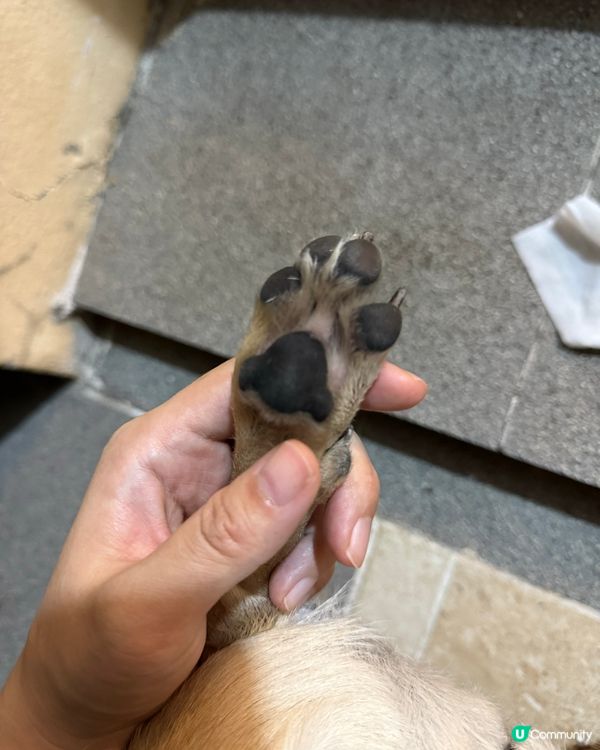 🐾 養狗之後先發現，返屋企第一步原來咁重要