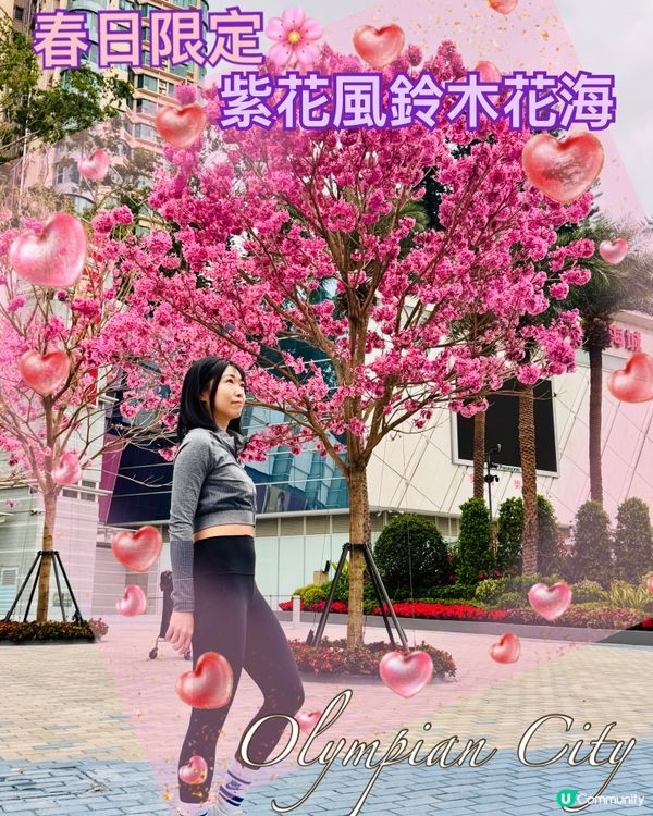 奧海城紫花風鈴木|浪漫花海新打卡點|春日必去