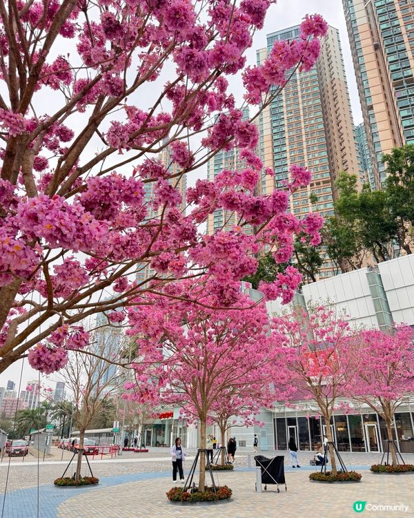 奧海城紫花風鈴木|浪漫花海新打卡點|春日必去
