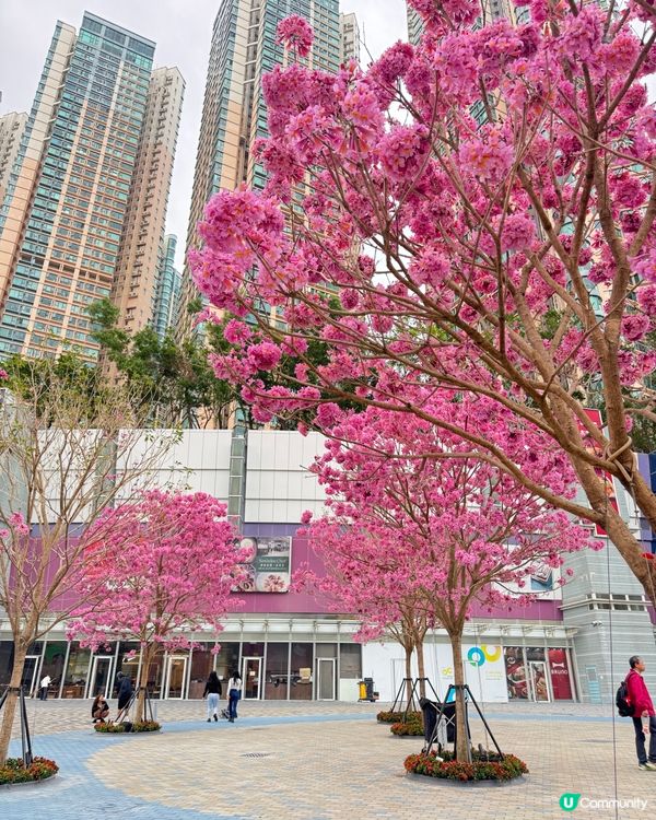 奧海城紫花風鈴木|浪漫花海新打卡點|春日必去