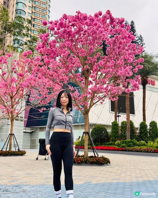 奧海城紫花風鈴木|浪漫花海新打卡點|春日必去