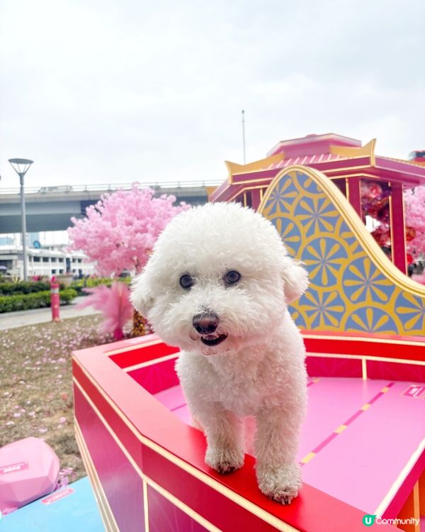 農曆新年x情人節主題打卡Pink花海🌸♥️