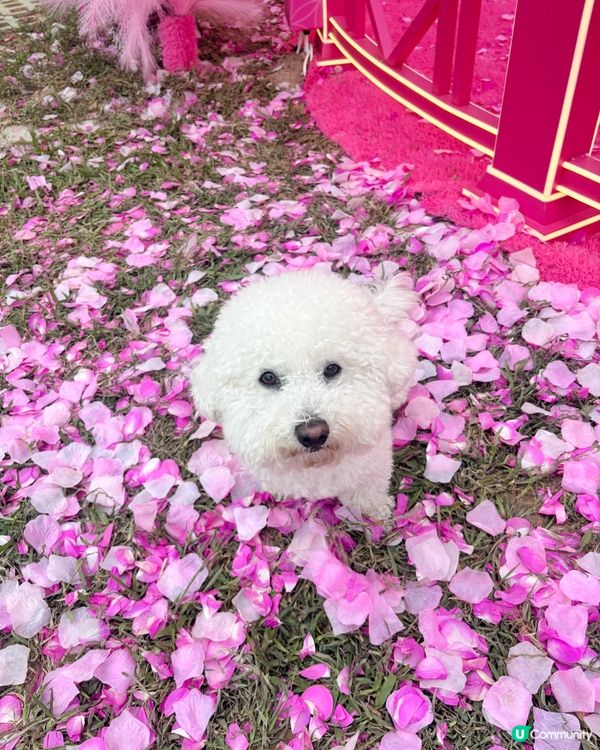 農曆新年x情人節主題打卡Pink花海🌸♥️