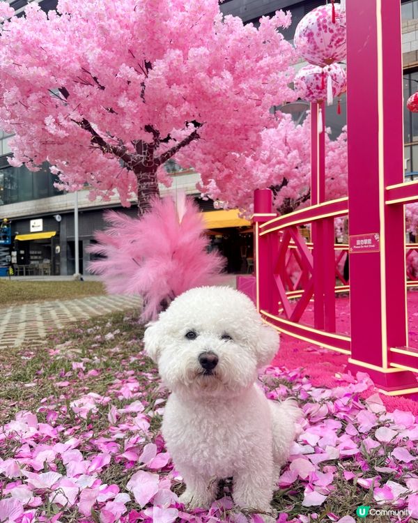 農曆新年x情人節主題打卡Pink花海🌸♥️