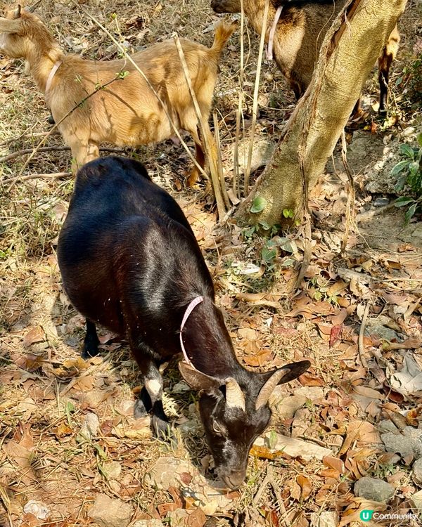 《與飛鵝山的一場對話》 🥾