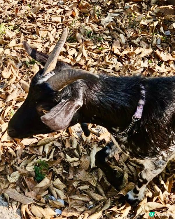 《與飛鵝山的一場對話》 🥾