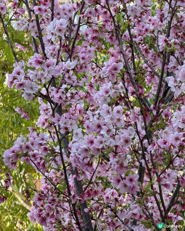 櫻花樹下🌸