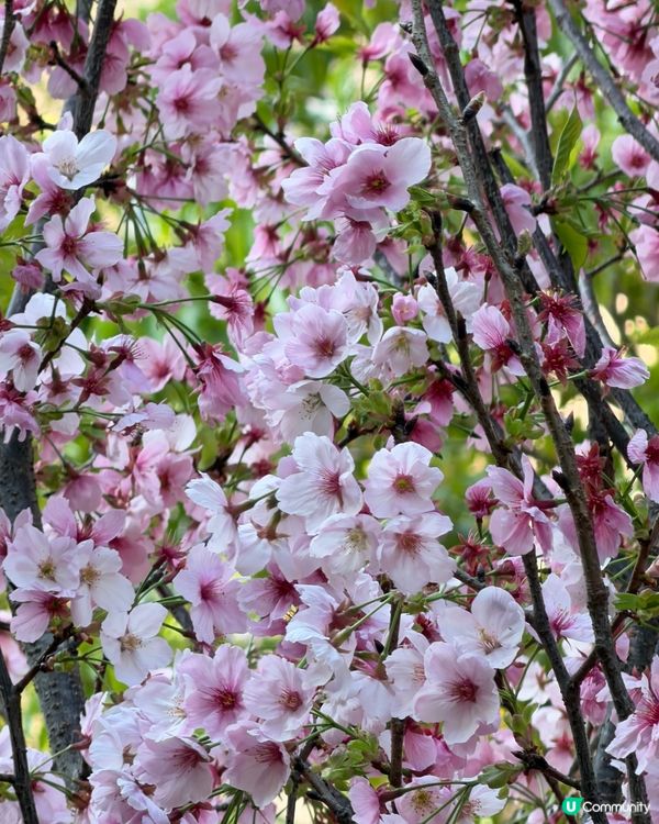 櫻花樹下🌸