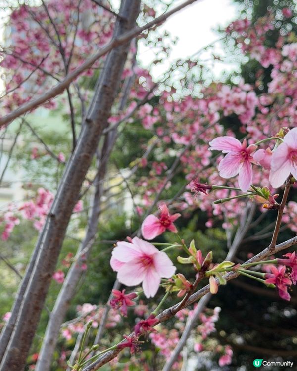 櫻花樹下🌸