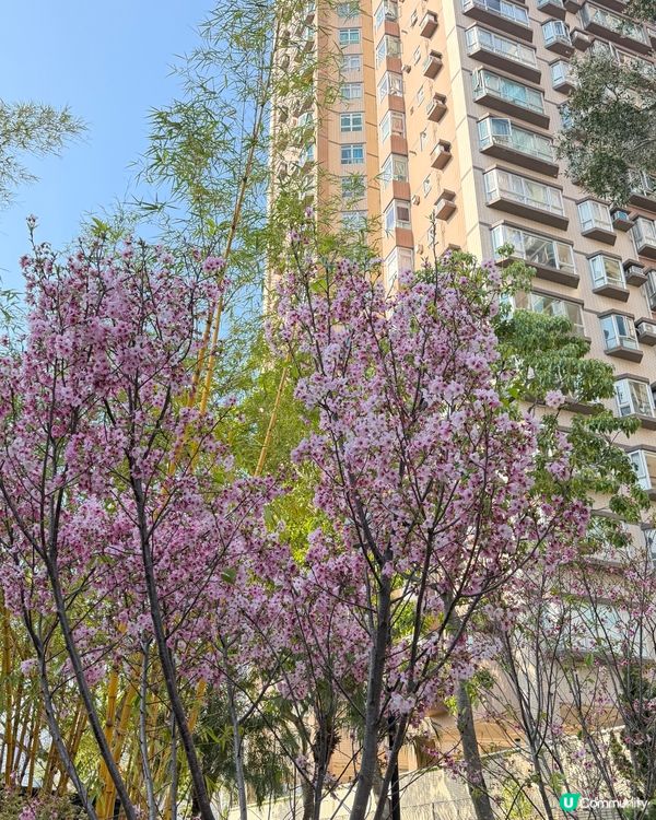 櫻花樹下🌸
