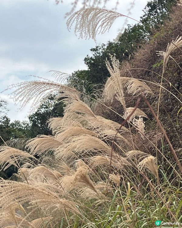 秋高氣爽，行山睇芒草嘅季節，必定首選多芒草又環境優美又易行的