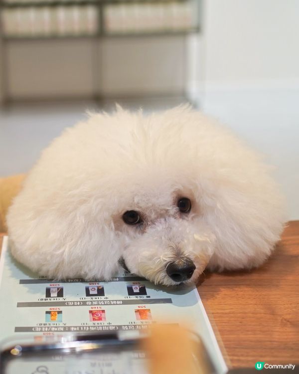 街頭尋到寶！天后隱世日系蛋卷 🎁✨