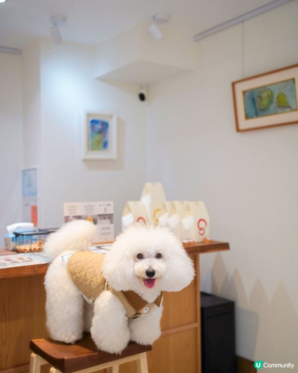 街頭尋到寶！天后隱世日系蛋卷 🎁✨