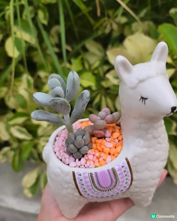 #多肉花盆 #新手养多肉 #手绘花盆 #小盆栽 #粘土多肉 