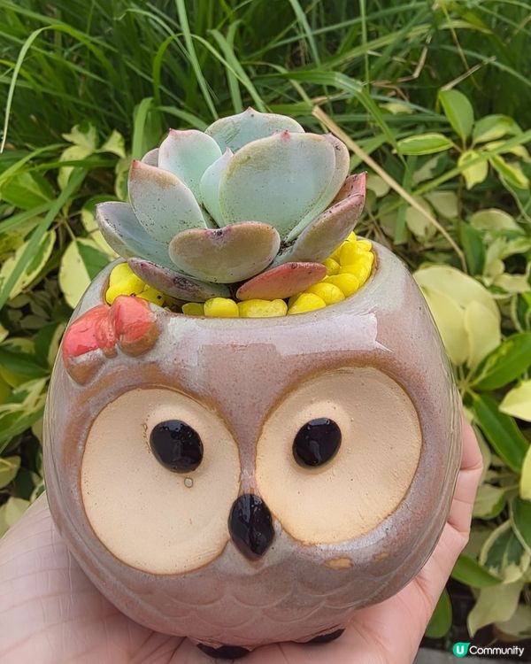 #多肉花盆 #新手养多肉 #手绘花盆 #小盆栽 #粘土多肉 