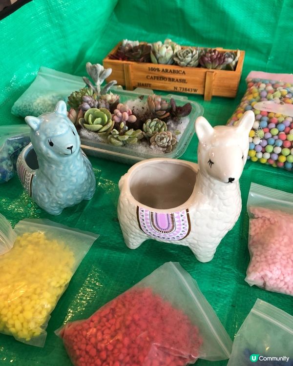 #多肉花盆 #新手养多肉 #手绘花盆 #小盆栽 #粘土多肉 