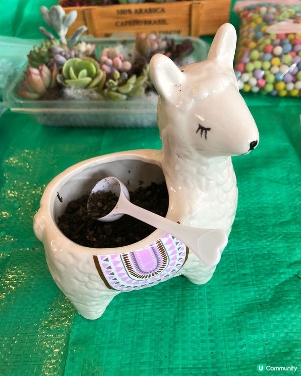 #多肉花盆 #新手养多肉 #手绘花盆 #小盆栽 #粘土多肉 