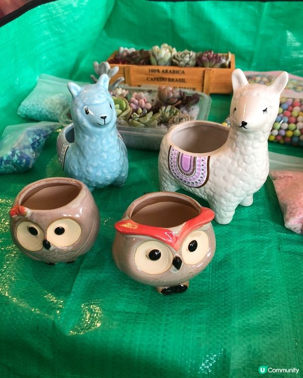 #多肉花盆 #新手养多肉 #手绘花盆 #小盆栽 #粘土多肉 