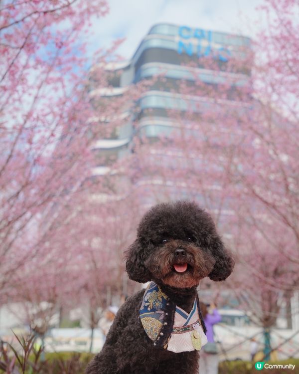東涌櫻花開喇！🌸粉紅花海等你！