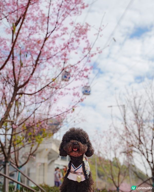 東涌櫻花開喇！🌸粉紅花海等你！