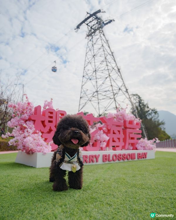 東涌櫻花開喇！🌸粉紅花海等你！