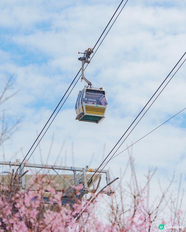 東涌櫻花開喇！🌸粉紅花海等你！