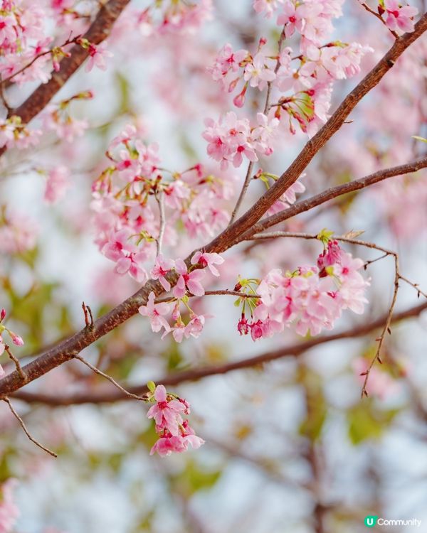 東涌櫻花開喇！🌸粉紅花海等你！